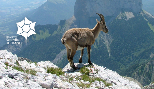 Visuel du logo Réserves Naturelles de France et d'un bouquetin devant une falaise