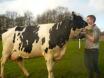 Visuel d'un homme en compagnie d'une vache