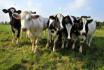 Groupe de vaches