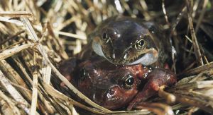 Visuel de deux grenouilles dans les herbes