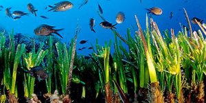 Visuel d'herbiers de posidonies dans la Mer Méditerranée