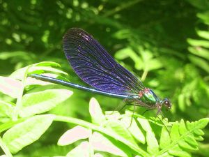 Visuel d'une libellule bleu sur une feuille