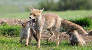 Visuel de renards, une maman et son petit