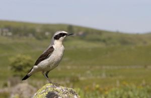 Visuel d'un oiseau, le traquet motteux